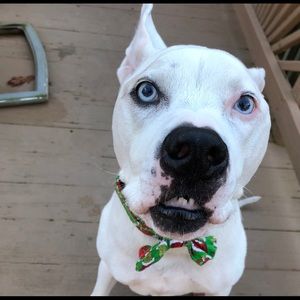 Meet your Posher, Jess